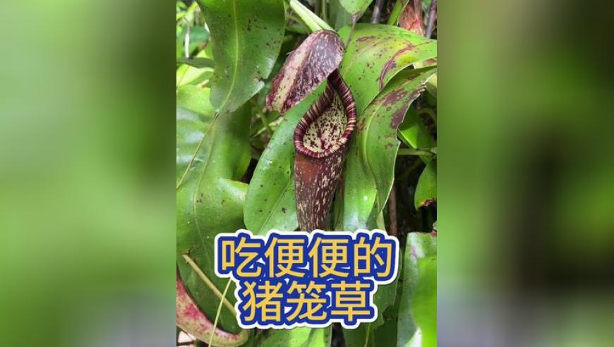 《哪吒2》进全球动画片票房榜TOP10,澳门一肖一码一肖一特,确保成语解释落实的问题_钱包版V10.68